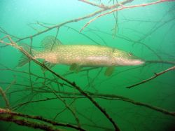 Taken in Jesenne, Czech Republic (fresh water) lightened ... by Pavel Tihelka 